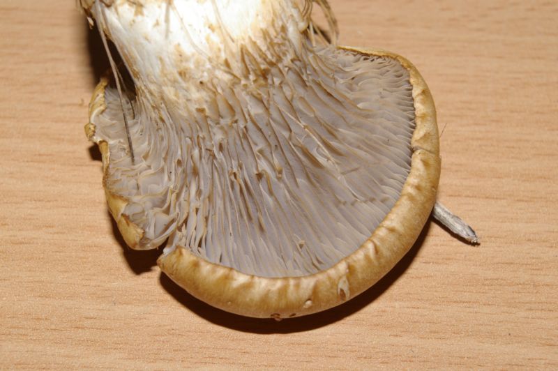 Pleurotus eryngii var. nebrodensis